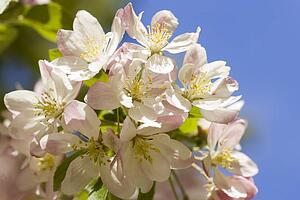 Apple blossoms 
