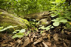 Foliage and tree trunk