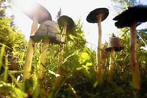 Mushroom patch