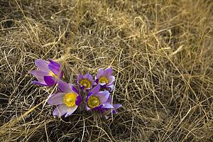 Purple crocuses