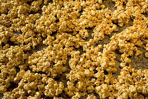 Carmel popcorn