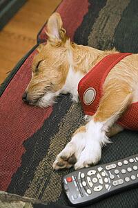 Dog sleeping next to remote control