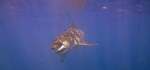 Great White Shark