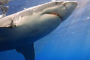 Great white shark