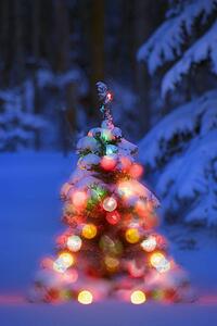 Illuminated Christmas tree in a forest