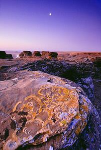 Lichen on rock, Jerusalem, Sweet Grass Montana, USA