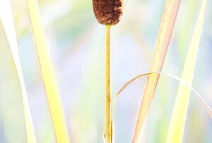 Close up of a cattail