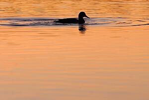 Duck swimming
