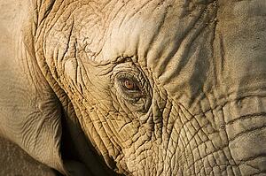 Elephant's face