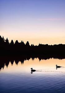 Ducks swimming in a lake at sunrise