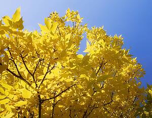 Trees with yellow leaves