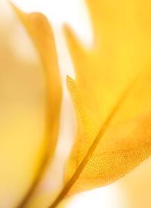 Close up of tree leaf, slightly blurred