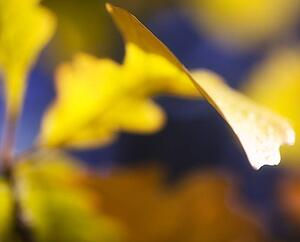 Close up of yellow tree leaves