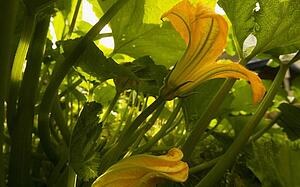 Flower with green leaves