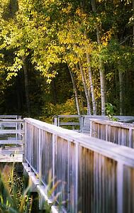 Footbridge in forest