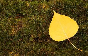 Overhead view of a yellow leaf