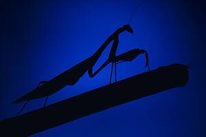 Praying Mantis