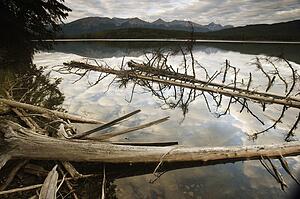 Dead trees in the water