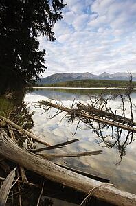 Dead trees on a lake