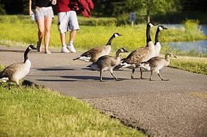 Canadian Geese crossing a path