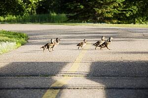 Young geese crossing a road