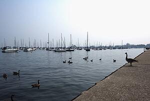 Boats docked in a harbor, Chicago, Illinois, USA