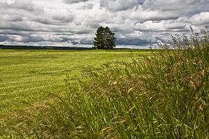 Two trees in a field