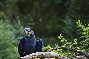 A blue parrot
