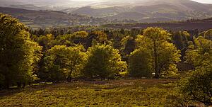 Parkland in Derbyshire, England