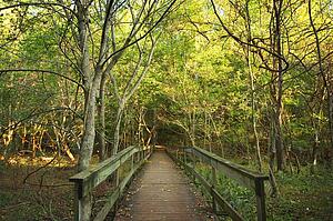 Wooden bridge in forest