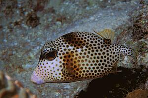 Puffer fish