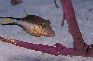 Blue dot puffer fish