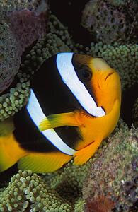 Clarkii clownfish