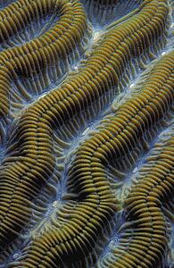 Closeup of ridges on brain coral