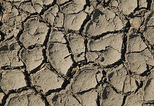 Cracked dirt