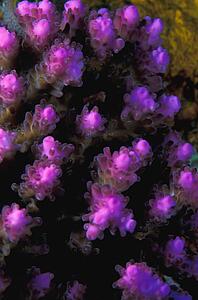 Purple anemone
