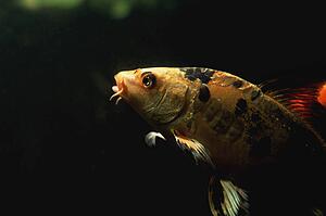 Black and yellow fish