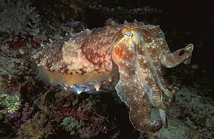 Octopus