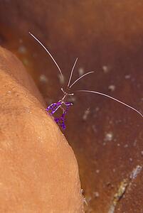 Ornamental shrimp