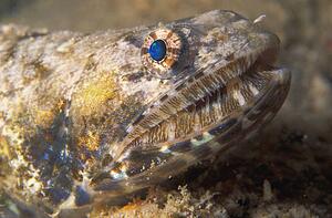 Fish on sea floor
