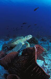 Sea turtle resting on ocean floor
