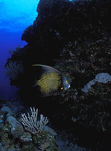 Angelfish near reef