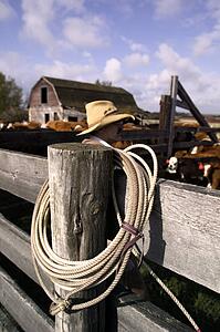 Cowboy sorting cattle