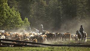 Herding cattle