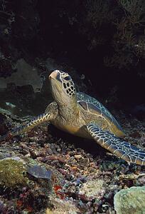 Turtle on ocean floor