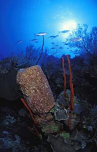 Rock and coral formation with fish in background