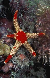 Red and white starfish with one short arm