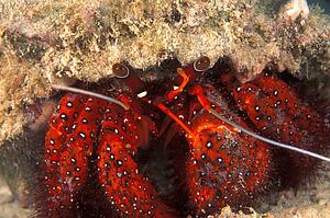 Red leg hermit crab