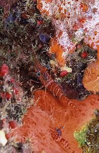 Closeup of crustacean on seafloor