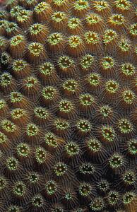 Coral